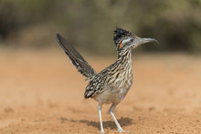 Greater Roadrunner In Southern Texas, USA
