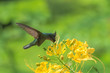 Antillean Crested Hummingbird, beautiful bird eating nectar on an exotic flower 
