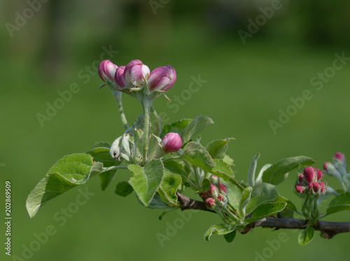Zdjęcie XXL Kwiat jabłoni w Nadrenii