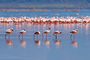 Flamingos