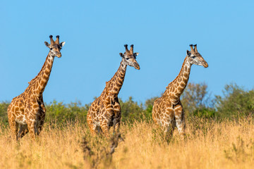 Wall Mural - Giraffe in National park of Kenya