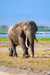 Wall Mural - Elephant in National park of Kenya