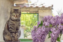 Gray Cat And Vase With Lilacs