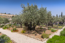 Olive Trees In The Garden Of Gethsemane, Jerusalem, Israel.