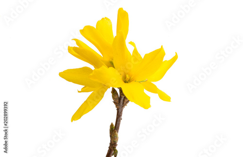 Fotografía flower forsition isolated