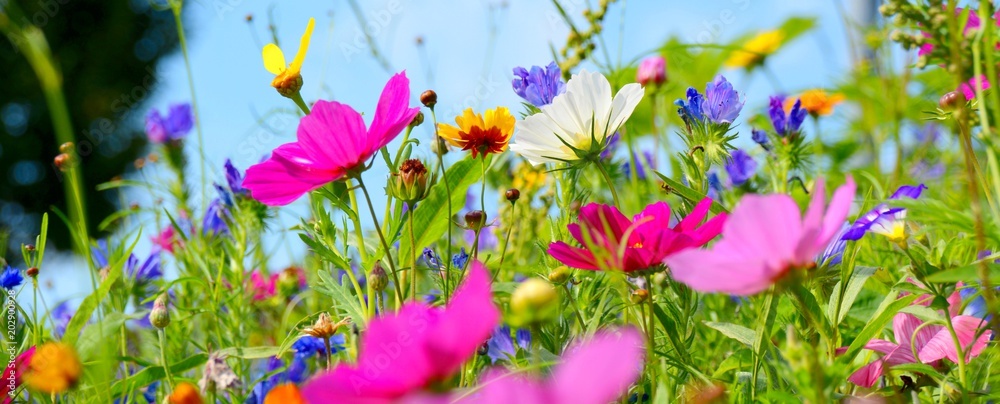 Blumenwiese bunt - Hintergrund Wildblumen - obrazy, fototapety, plakaty 