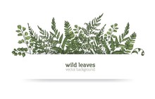Beautiful Horizontal Background Or Banner Decorated With Gorgeous Ferns, Wild Herbs Or Green Herbaceous Plants. Elegant Herbal Backdrop Or Border. Colorful Realistic Natural Vector Illustration.