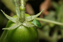Green Shield Bug On A Green Roma Tomato