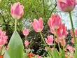  Beautiful spring pink tulips in a park.