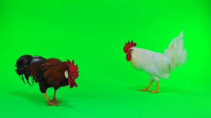 Sticker - fights of two cocks on a green background