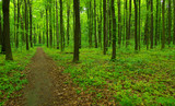 Fototapeta Krajobraz - Forest trees in spring
