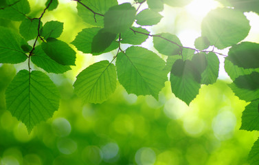  sun in the green leaves.