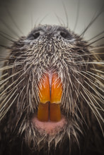 Surprising Close Up Face To Face Meeting With Wet Coypu Head Myocastor Coypus Coming From River With Large Teeth And Long Whiskers. Wildlife Nature Habitat Scene Fill Out All Surface Photography Space
