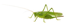 Green Locust On White