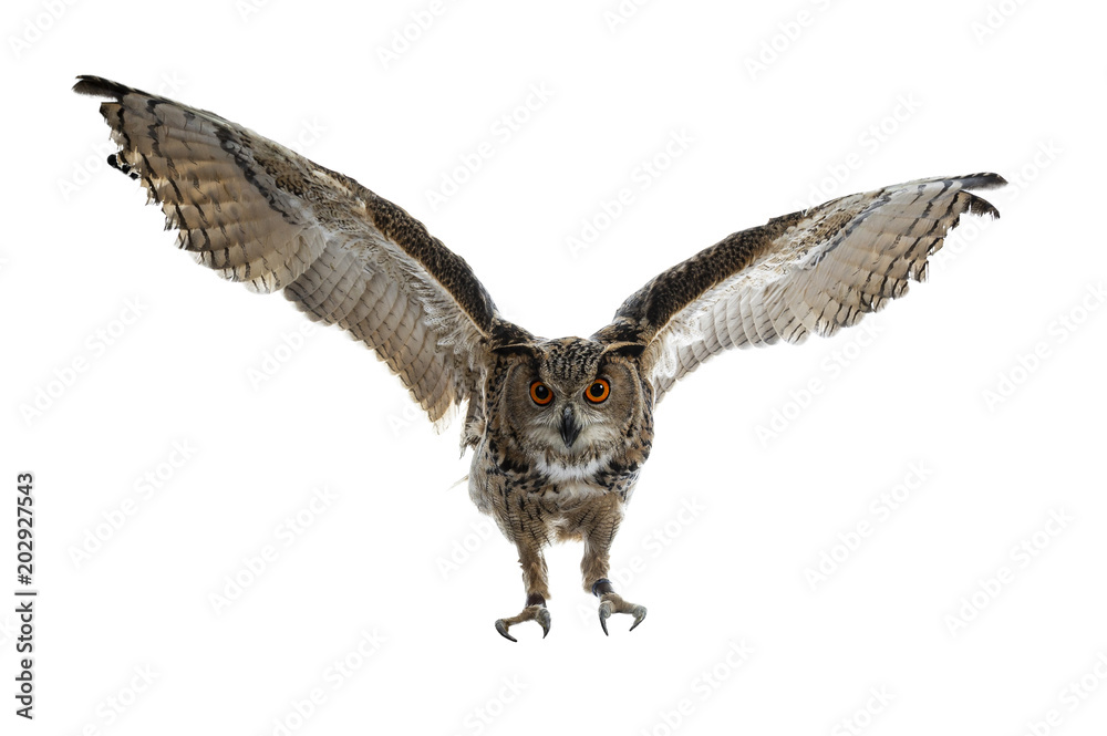Turkmenian Eagle owl / bubo bubo turcomanus in flight / landing isolated on white background looking at lens - obrazy, fototapety, plakaty 