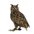 Turkmenian Eagle owl / bubo bubo turcomanus sitting isolated on white background looking over shoulder in lens