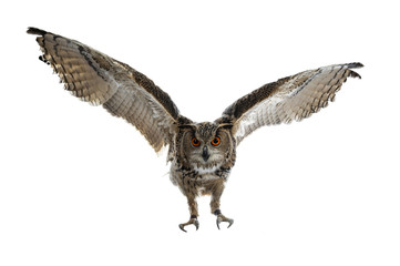 turkmenian eagle owl / bubo bubo turcomanus in flight / landing isolated on white background looking