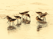 Sandpipers In Sepia