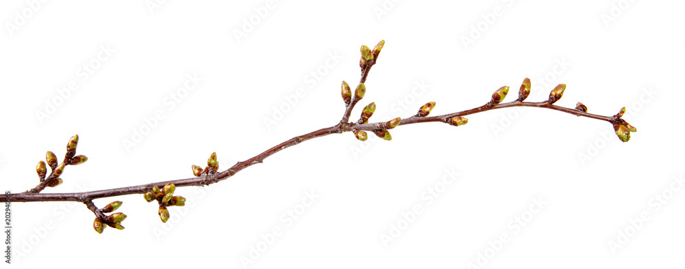 Cherry tree branch with swollen buds on isolated white background. - obrazy, fototapety, plakaty 