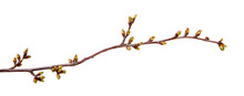 Cherry Tree Branch With Swollen Buds On Isolated White Background.