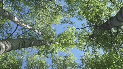 Wall Mural - The bottom view on the birch wood against the background of the blue sky in sunny day