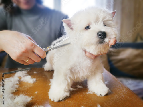 White West Dog Haircut Buy This Stock Photo And Explore Similar