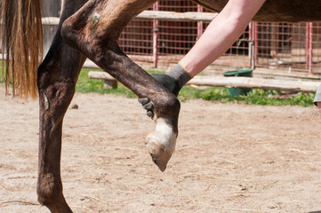 Owner lifting up the horse leg, exersising , waiting the blacksmith to put horseshoes.