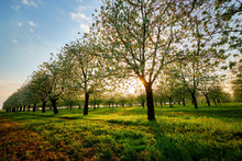 Beautiful Cherry Orchard At Sunset, Spring View Of The Blooming Garden.
