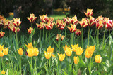 Fototapeta Tulipany - Двухцветные тюльпаны в саду  