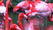 Caribbean Flamingos Flock Together In Lake, Colorful Vibrant Pink Birds. A Variety Of 4K Camera Angles Available.