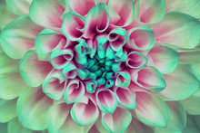 Dahlia Flower Closeup. Macro. It Can Be Used In Website Design And Printing. Also Good For Designers. Green, Pink.
