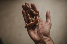 Turmeric Roots Pieces On A Man Hand.