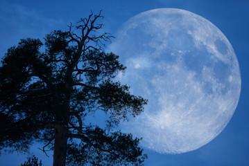 Wall Mural - moon behind old scots pine