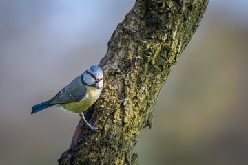 Poster - A blue tit sits perched on a thin tree trunk facing to the right of the photograph preparing to take off