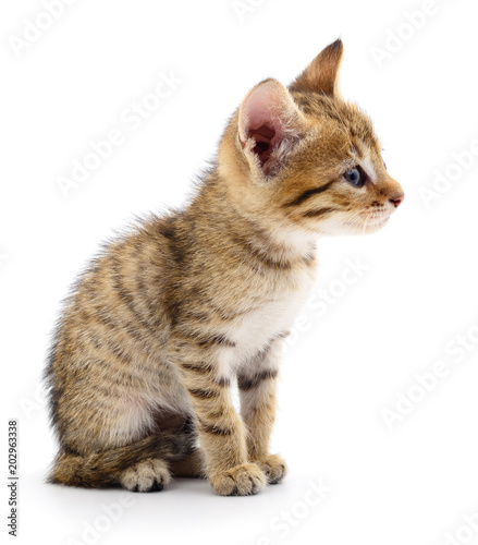 Plakat Mały brązowy kotek.