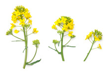 Rapeseed Flowers Isolated On White Background