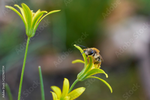 Spring Flowers Sun Nature Plants Grass Sun Yellow Macro