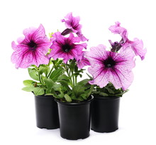 Petunia Flowers In Pot Isolated On White, Series
