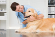 © WavebreakmediaMicro - Smiling veterinarian examining a cute dog