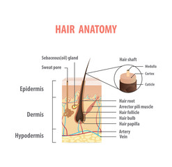 Wall Mural - Hair anatomy illustration vector on white background. Madical concept.