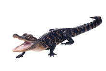 A Young American Alligator With Open Mouth Full Length. Isolated On White Background