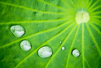 Water drop on lotus leaf in morning./ Water drop on lotus leaf background on summer.
