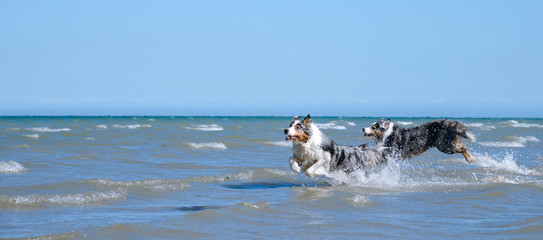  Eine Gruppe von zwei Australian Shepherd Hunden spielen glücklich und aktive im blauen Wasser des Ozeans