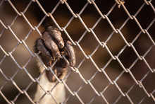 Close Up On Monkey Black Hand Which Fingers Hanging On Rust Iron Cage With Blurry Dark Background.