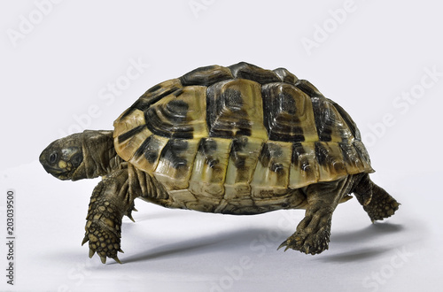 Plakat Szybki żółwia bieg na białym tle.
