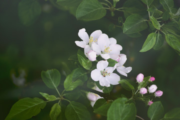 Wall Mural - Flowers of pear tree blossom in spring