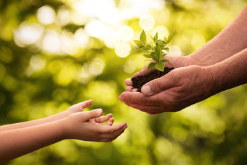 Wall Mural - close up of senior hands giving small plant to a child over defocused green background with copy spa