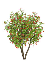 Wall Mural - 3d rendering rowan tree on white