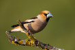 Hawfinch, Coccothraustes coccothraustes