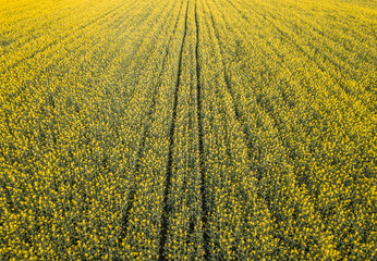 Wall Mural - Aerial view of yellow rapeseed field in evening light in Switzerland